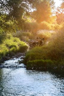 美国, 金银岛, 野生动物, 国家公园, 驼鹿, 鹿角, 日出, 河
