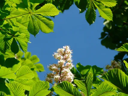 普通,栗子,花,普通rosskastanie,花序,树,叶,白色 普通,栗子,花,普通rosskastanie,花序,树,叶,白色