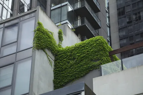 澳大利亚，南岸，建筑，野蛮，树叶，绿色，城市，美学