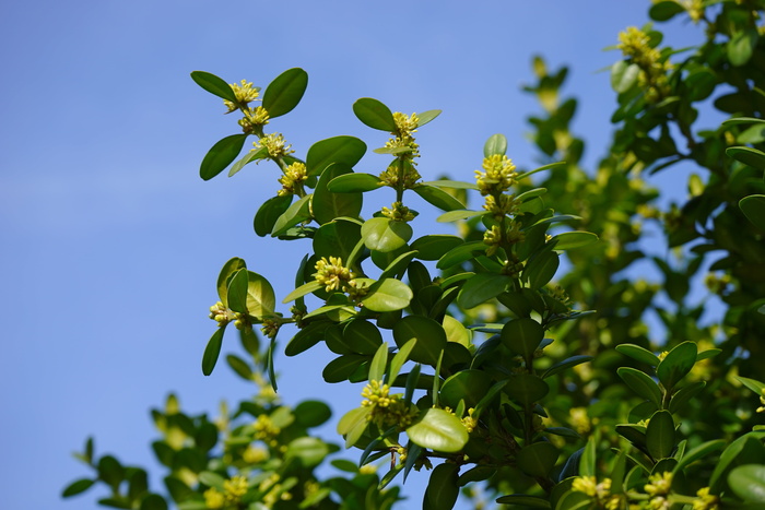 书花，花，花序，书树花，书，普通黄杨木，树枝，绿色