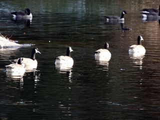 美国，北波托马克，动物，鸟类，鹅，加拿大鹅，水，鸟