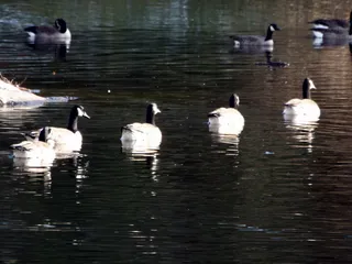 美国，北波托马克，动物，鸟类，鹅，加拿大鹅，水，鸟