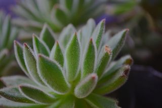 绿色，植物，生长，绿色，特写，自然之美，多汁植物，自然