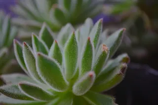 绿色，植物，生长，绿色，特写，自然之美，多汁植物，自然