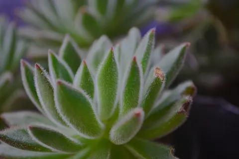 绿色,植物,生长,绿色,特写,自然之美,多汁植物,自然 绿色,植物,生长,绿色,特写,自然之美,多汁植物,自然