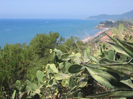 花椒梨，仙人掌，植物，花椒，仙人掌温室，展望，海洋，假日