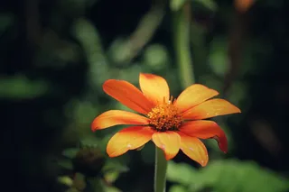橙色，花，花瓣，盛开，自然，植物，开花植物，脆弱性