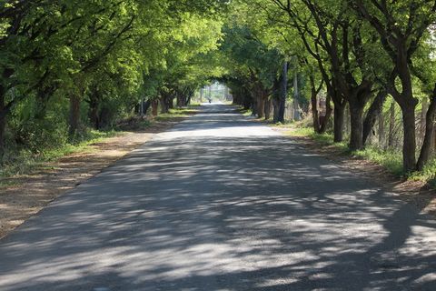 印度，道路，村庄，印度村庄，印度农村，独自，人行道，树