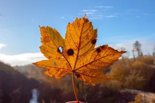 树, 叶, 秋季, 脆, 死, 橙色, 关闭, 变化