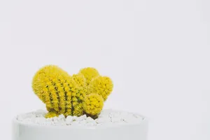 黄色，植物，颜色，装饰，植物，明亮，仙人掌，仙人掌
