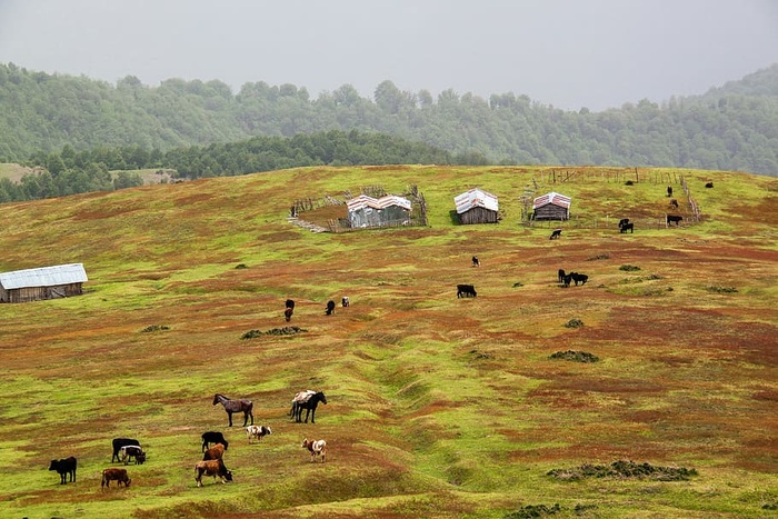 动物，农田，白天，团体，农场，附近，谷仓，绿色
