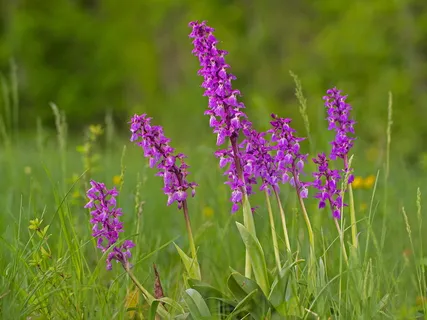 兰花,野花,花序,尖花,紫色,兰花状,野生植物,花朵 兰花,野花,花序,尖花,紫色,兰花状,野生植物,花朵