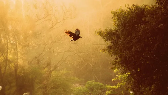 鸟，多姆，孤独，快乐，生活，飞得高，美丽，家