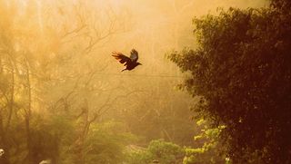 鸟，多姆，孤独，快乐，生活，飞得高，美丽，家