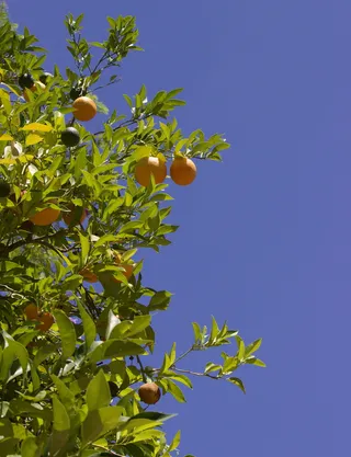 美国，scottsdale，fairmont scottsdale princess，新鲜，椰子尾，柠檬，酒吧，玛格丽塔