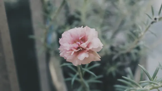 菲律宾，圣西蒙，阿桑普塔技术高中，叶子，粉红色，花，植物，开花植物