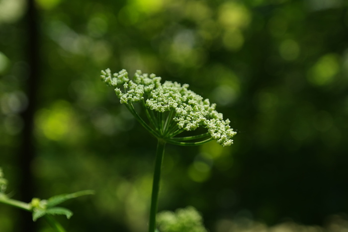 选择性, 聚焦摄影, 绿色, 花, Giersch, 开花, 伞形花序
