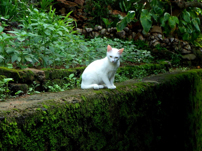 白，猫，苔藓墙，白猫，苔藓墙，猫，小猫