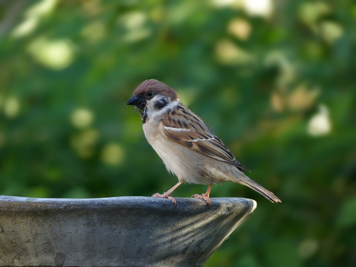 麻雀鸟，动物，鸟，麻雀，sperling，passer domesticus，songbird，twitter