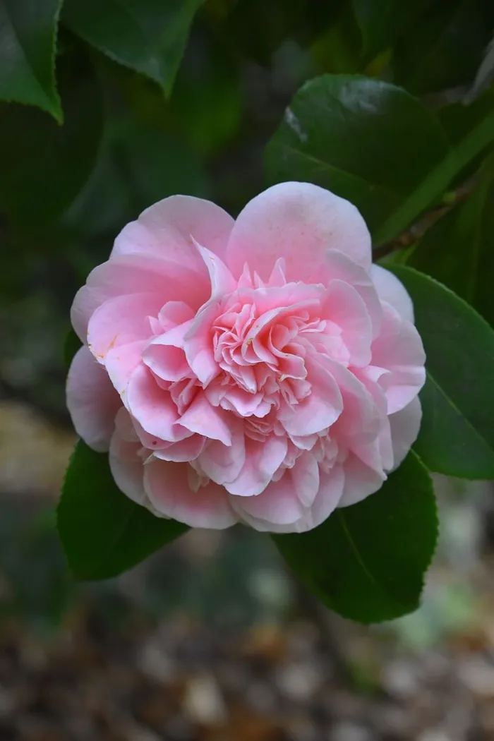 花，花瓣，褶皱，自然，开花，植物，花卉，花园