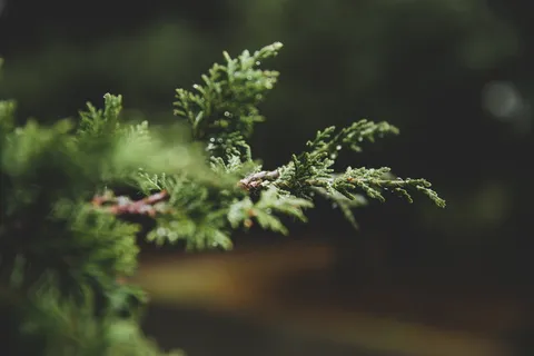 倾斜镜头摄影,绿色,叶子,选择性,聚焦,摄影,树木,自然 倾斜镜头摄影,绿色,叶子,选择性,聚焦,摄影,树木,自然