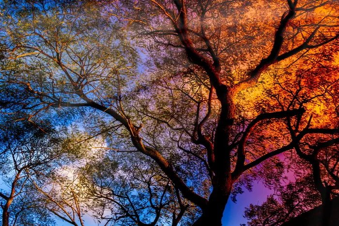 树，阳光，光线，日落，树干，树顶，太阳，阴影