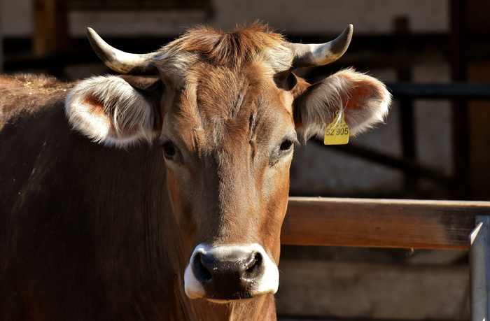 棕色、奶牛、选择性、焦点、照片、牛肉、口鼻、鱼眼