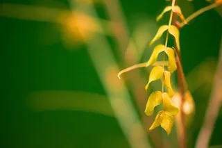 叶子、绿色、自然、花朵、细节、黄色、植物、生长