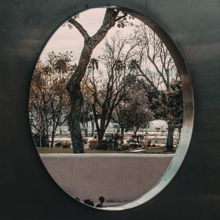 公园里没有叶子的树