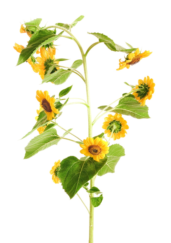 向日葵，特写，花，孤立，叶，自然，花瓣，成熟