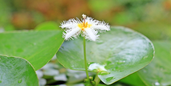 毛茸茸的、白色的、翡翠色的花、盛开的、关闭的、照片、睡莲、矮睡莲