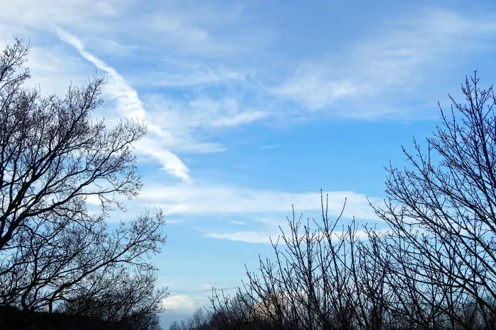 英国，西苏塞克斯，树，天空，蓝色，云，云天，植物