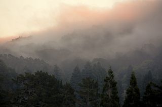 佳能, 可爱, 音调, 夏天, 卡尔雾, 雾, 森林, 树