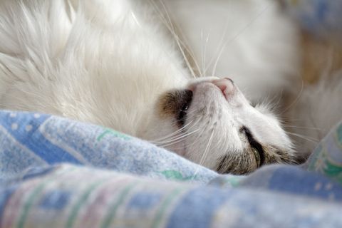 猫，小猫，瞌睡，绒毛，一个动物，动物主题，哺乳动物，动物