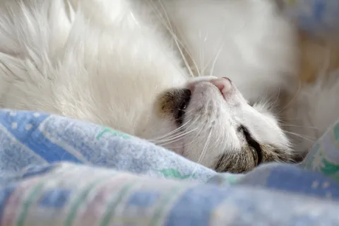 猫，小猫，瞌睡，绒毛，一个动物，动物主题，哺乳动物，动物