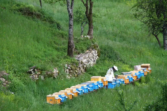 养蜂人、原料药、蜂蜜、植物、土地、树木、草、田地