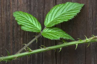 关闭，黑莓，灌木，刺，叶子，植物部分，绿色，植物