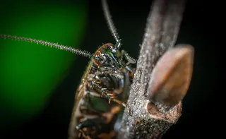 褐翅昆虫的宏观照片