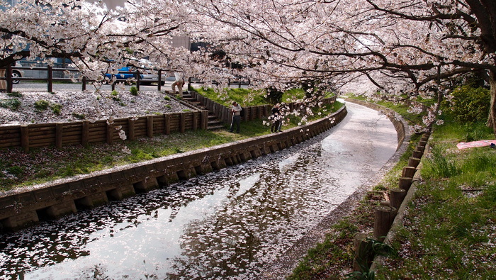 樱花树日间排水