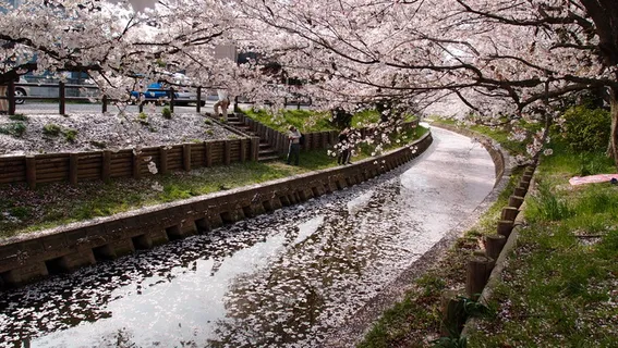 樱花树日间排水 樱花树日间排水
