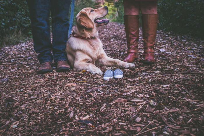 成年金色拉布拉多猎犬躺在两人之间