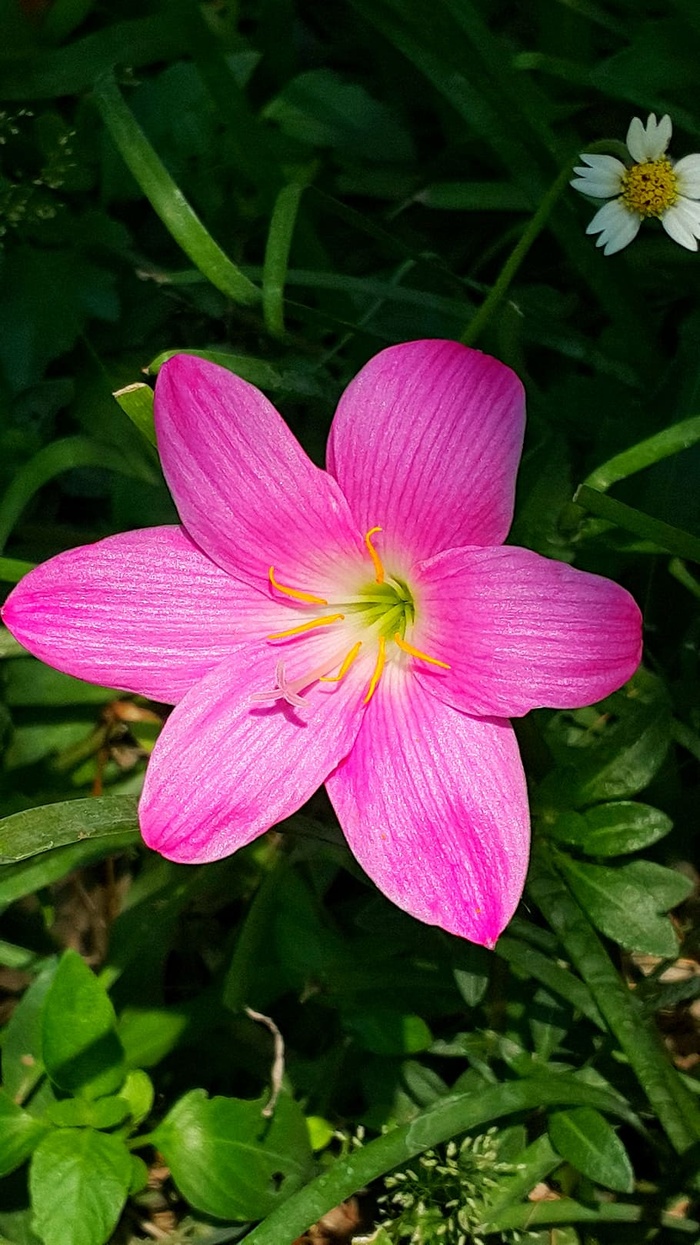 花，粉色，雨里的莉莉，相当的莉莉，五颜六色，植物，自然，早晨