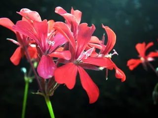 花，红色，自然，花园，花瓣，夏天，红色天竺葵，开花植物