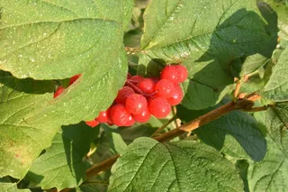 viburnum，红色，浆果，植物，水果，叶子，明亮，花园