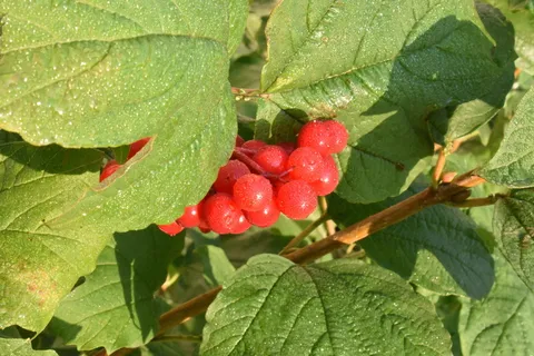 viburnum,红色,浆果,植物,水果,叶子,明亮,花园 viburnum,红色,浆果,植物,水果,叶子,明亮,花园