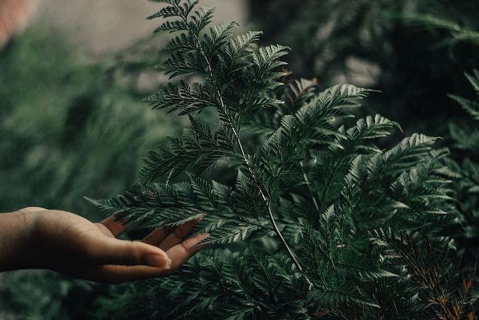 手持绿叶植物的人的浅焦点摄影