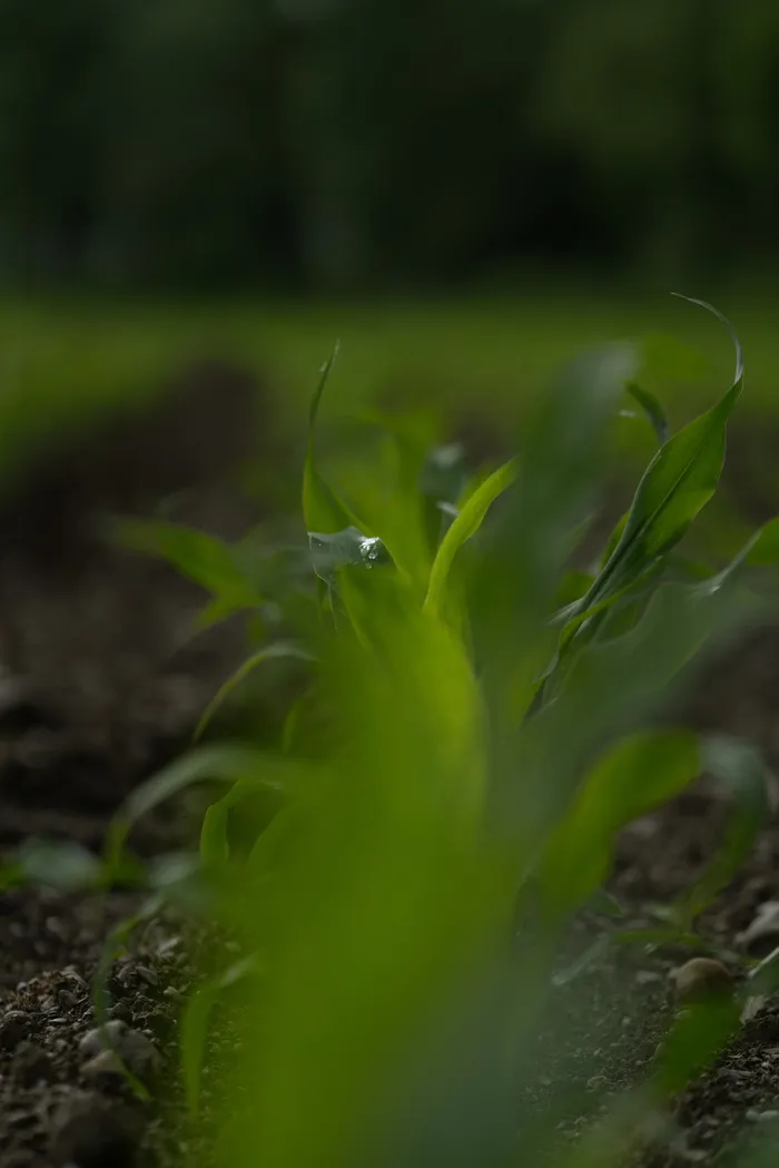 水滴，水滴，水，植物，自然，绿色，特写，春天