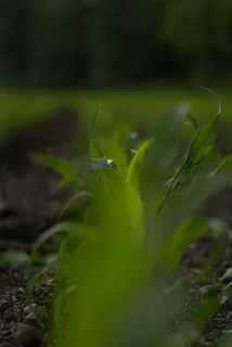 水滴,水滴,水,植物,自然,绿色,特写,春天 水滴,水滴,水,植物,自然,绿色,特写,春天