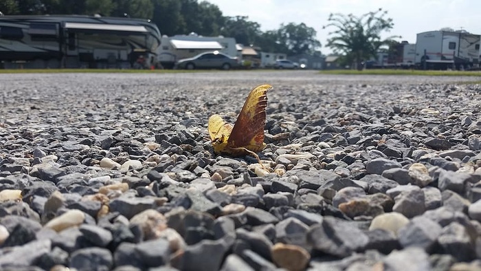 死亡，昆虫，飞蛾，岩石，蝴蝶，自然，头部，野生动物