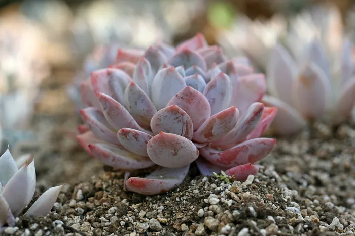 肉质植物，肉质在这，仙人掌，花园，花，植物，花园，盆栽植物